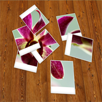 Quick Tip: Create a Set of Scattered Polaroids